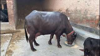 Murrah Buffalo with 24 litres milk. 2nd Lectation Period.