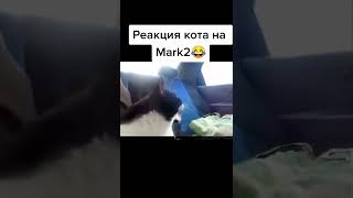 Реакция кота 😼🙀🤣 #shorts #приколы #cat #funny