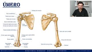 Úmero - Esqueleto apendicular - Sistema esquelético - Anatomia direto ao ponto!