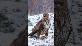 The Incredible Survival of the Snow Falcon #falcons #Shorts #eagle #hawk #birds #ytshorts