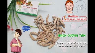 Bạch Cương Tằm | Công dụng của bạch cương tằm