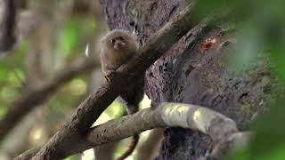 Pygmy Marmosets - Tahuayo Lodge 2017