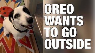 Oreo wants to go outside