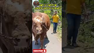 SAPI SIMENTAL SUPER SUPER BIGMEX ##sapigemuk #cow #cowvideos #biggestcowintheworld  #viralvideo #fyp