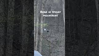 Bear in smoky mountains