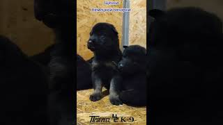 Puppy shepherd dog. Щенки немецкой овчарки. #puppy #puppydog #puppyvideos #dogs #dog #shepherd #gsd