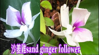 Cây địa liên (xá kén ,xá kiên)沙姜雞sand ginger follower