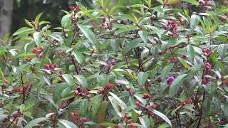 Birds feeding in the rain...