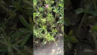 Adenium plant #nature #nurseryrhymes