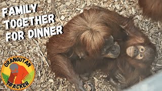 Mother And Baby Orangutan Swinging Down For Dinner