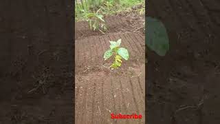 All the rows are now set | ready to sow the seeds they don't look that great #shorts #food #farming