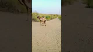 camel in tharparkar #viral #shorts #shorts #shortvideo #camel #camellife #tharparkar