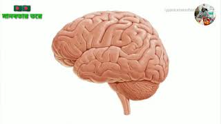 Human Brain / আমার ব্রেইন এর কোন জায়গার কি কাজ চলুন জেনে নেই। মানবদেহের ব্রেইন চর্চা। @মানবতার তরে