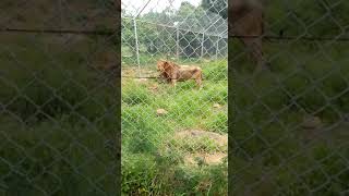 THE KING LION, AT KISUMU PARK