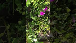 Vinca Flowers in Full Bloom: A Visual Treat for Garden Enthusiasts