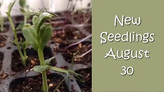 New Seedlings August 30, 2020