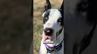 Great Dane are Tallest Dog #greatdane #dogbreed #doglover #animals