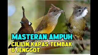 DI JAMIN AMPUH!! MASTERAN MURAI BATU CILILIN,KAPAS TEMBAK & CUCAK JENGOT