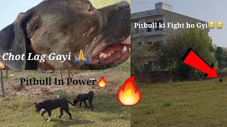 Pitbull Ki fight ho Gayi😭 || Pitbull Bhag Gaya #viral #pitbulldog #ritikdogkennel #Chopkvlogs#GSD