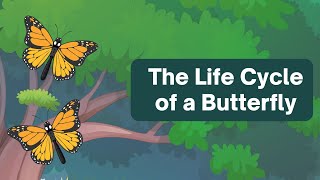 Butterfly Life Cycle 🦋🌈 Colourfull Illustrated #educationalvideo #biology #biologismp #biodiversity