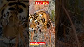 Beautiful Indian tiger #youtube #viral #tiktok #tiger #bengaltiger #shorts