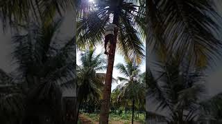 ತೆಂಗಿನ ಮರ ಹತ್ತುವ ಯಂತ್ರ coconut tree climbing machine