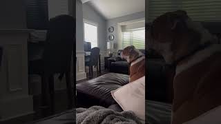 This Bulldog loves to watch TV