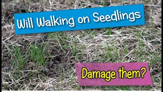 Will walking on grass seedlings damage them