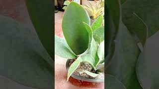 Millionaire Snake Plants Whale Fin Sansevieria