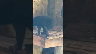 Malayan Sun Bear