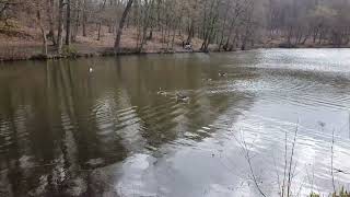 Duckies and Geesies on the local pond - the Geese are back! 😍 #ducks #geese #UHD #4k