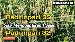 padi inpari 33