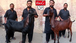 Best Amritsari Breeder & Top Class Female Goats Of Ali Shah Sargodha 2023