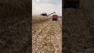 Уборка кукурузы на зерно #фермерство #farming #corn