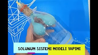 Solunum Sistemi Modeli Yapma