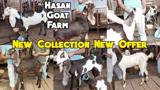 Hyderabadi Bakriya Offer Mai | Hasan Goat Farm | Charminar Murgi Chowk Hyderabad