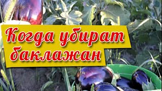 БАКЛАЖАН как и когда срезать хранить и убирать