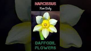 Stunning Daffodils | #beautiful #amazing #flowers from Amaryllis family