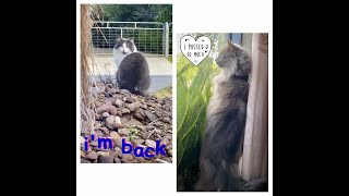 Miss Joy’s 💗🐈‍⬛ cat 🐈 friend is back at our front yard 💁🏻‍♀️& gone again 😢