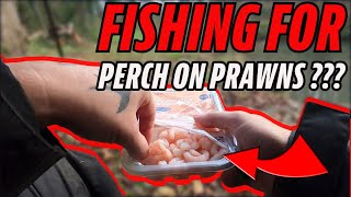 Fishing For Perch On PRAWNS Plus Dead Reds