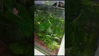 Aquatic plants | aquarium plants