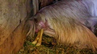 goat giving birth two baby goats