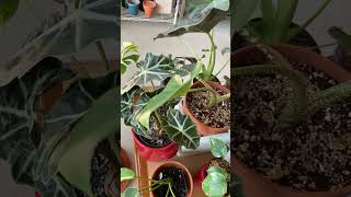 Alocasia Zebrina Reticulata