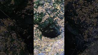 Shaft Of Doom Located Deep In Woods#abandonedmines #cave #undergroundmineexploring