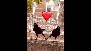 #lovebirds #lovebird #crow #crows #inlove #fallinginlove #love #loveisblind #animallover #sweet