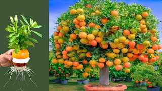 harvest large oranges  with new planting methods #oranges #live