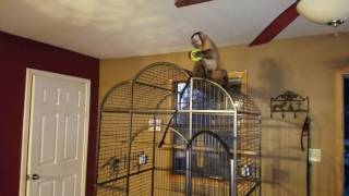 Adorable monkey plays ball with his human sister.