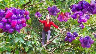 Harvesting ROI Fruit Goes to market sell, Animals Care | Tiểu Vân Daily Life