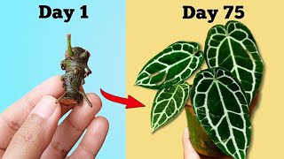 Propagate Anthurium Plant with 100% Success - Anthurium Propagation// Anthurium Plant Care