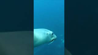 Playful Sealions